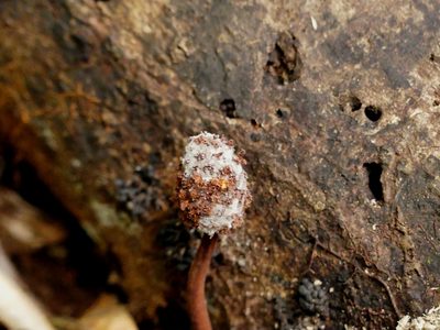 Helosis cayennensis, photographed by Guillaume Delaitre