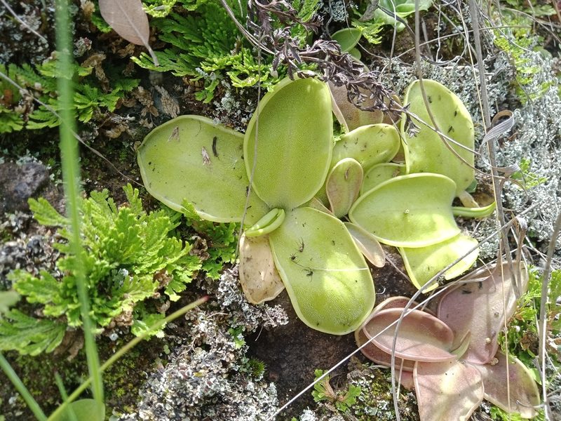 Pinguicula moranensis, photographed by Ulises Emmanuel Martínez Burgos