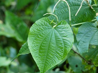 Piper marginatum, photographed by Guillaume Delaitre