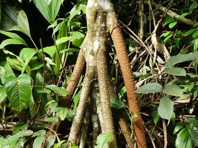 Socratea exorrhiza, photographed by Guillaume Delaitre