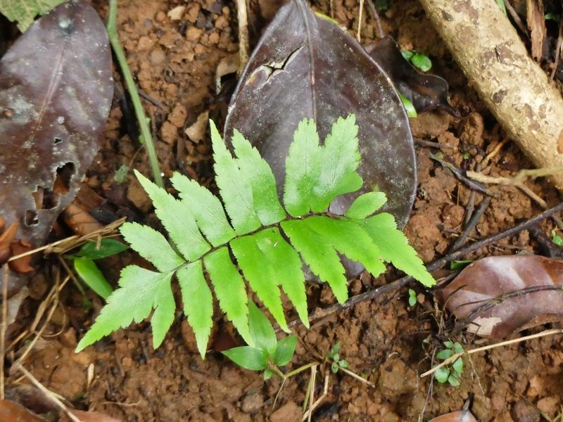 Adiantum argutum, photographed by Guillaume Delaitre