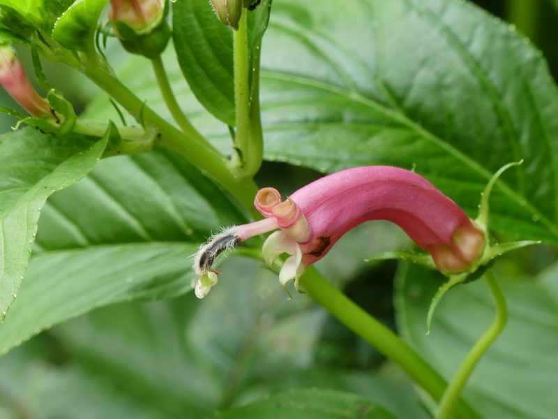 Centropogon cornutus, photographed by Guillaume Delaitre