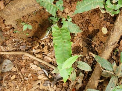 Lindsaea lancea, photographed by Guillaume Delaitre
