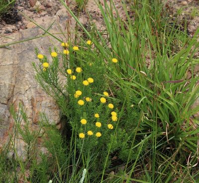 Chrysocoma tridentata, photographed by Tony Rebelo