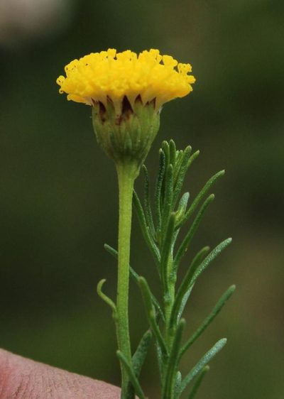 Chrysocoma tridentata, photographed by Tony Rebelo