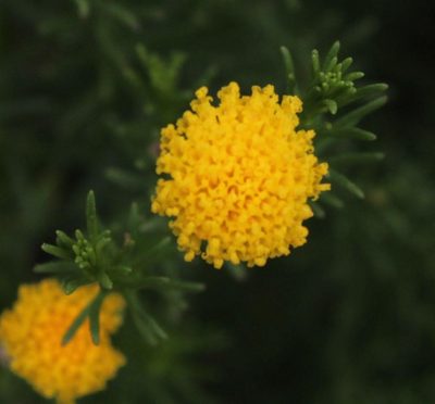 Chrysocoma tridentata, photographed by Tony Rebelo