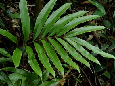 Metaxya scalaris, photographed by Guillaume Delaitre