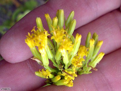 Senecio bipinnatus, photographed by Chris Vynbos