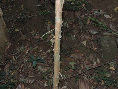 Campomanesia guaviroba, photographed by William G. Borges
