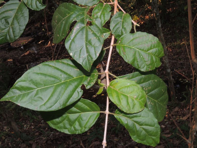 Campomanesia guaviroba, photographed by William G. Borges