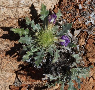 Acanthopsis disperma, photographed by Tony Rebelo