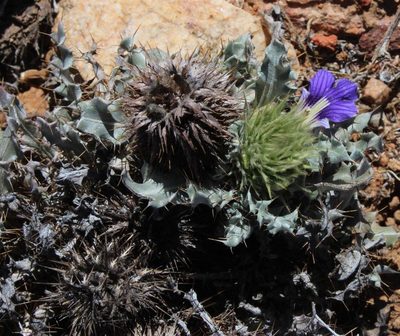 Acanthopsis ludoviciana, photographed by Tony Rebelo
