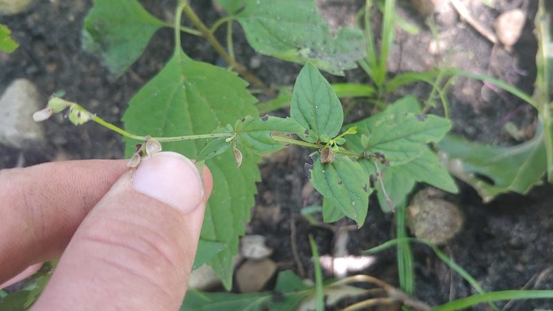 Scutellaria nervosa, photographed by Ryan Sorrells