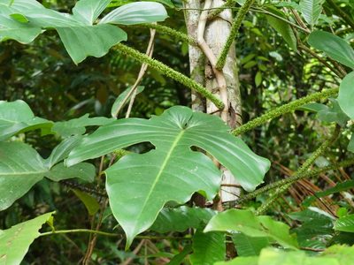 Philodendron squamiferum, photographed by Guillaume Delaitre