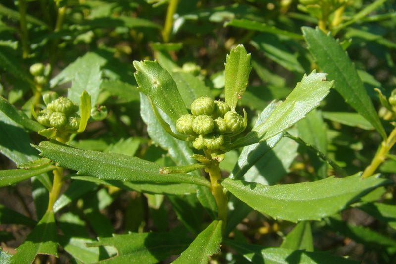 Baccharis psiadioides, photographed by Lucas Kaminski