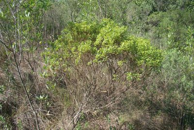 Baccharis psiadioides, photographed by Lucas Kaminski