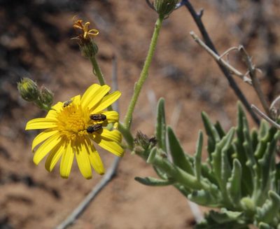 Osteospermum microcarpum, photographed by Tony Rebelo