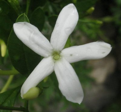 Jasminum angulare, photographed by Di Turner
