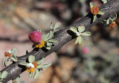 Euphorbia guerichiana, photographed by Tony Rebelo