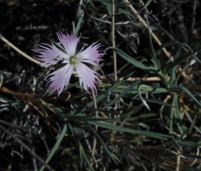 Dianthus namaensis, photographed by Tony Rebelo