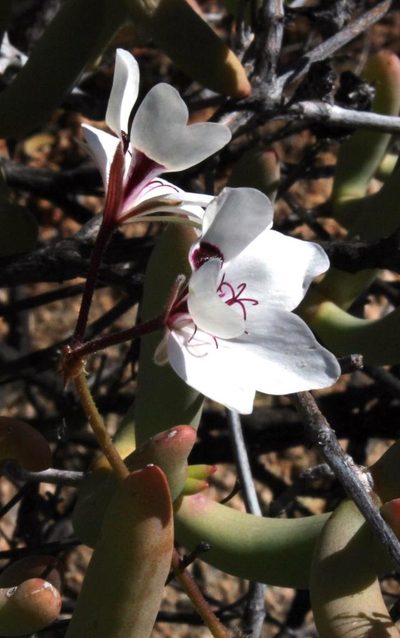 Pelargonium tenuicaule, photographed by Tony Rebelo