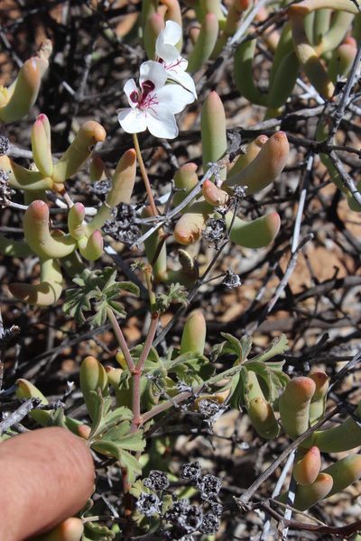 Pelargonium tenuicaule, photographed by Tony Rebelo
