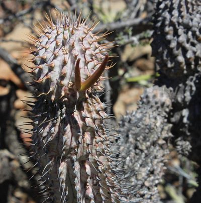 Hoodia alstonii, photographed by Tony Rebelo