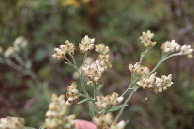 Pseudognaphalium macounii, photographed by Henry "Nick" Robertson