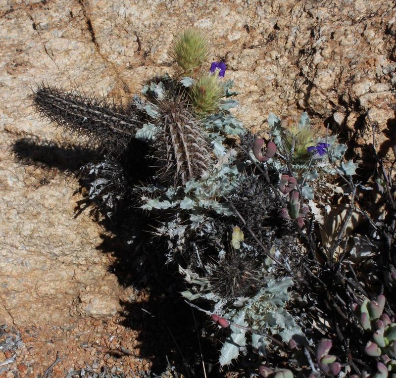 Acanthopsis ludoviciana, photographed by Tony Rebelo