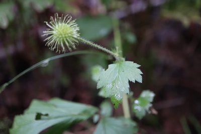Geum laciniatum, photographed by Henry "Nick" Robertson