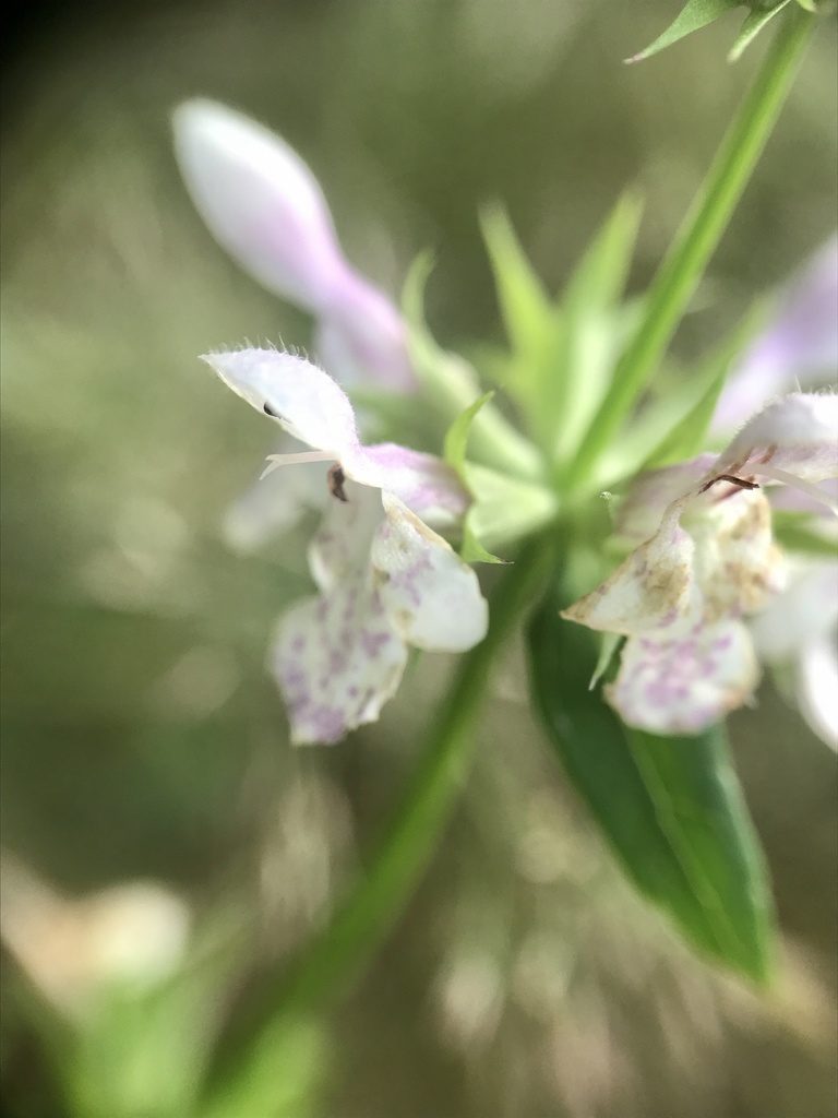 Stachys hyssopifolia, photographed by Chase Mathey