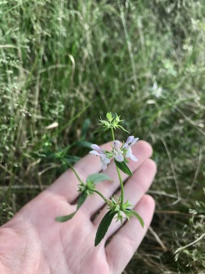 Stachys hyssopifolia, photographed by Chase Mathey