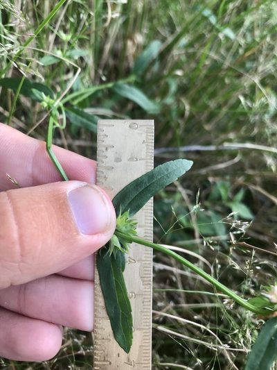 Stachys hyssopifolia, photographed by Chase Mathey