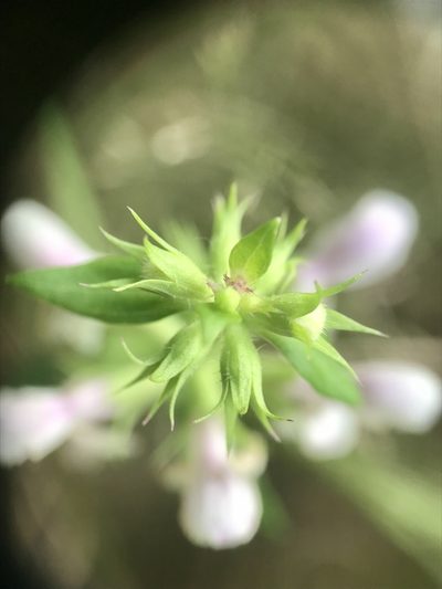 Stachys hyssopifolia, photographed by Chase Mathey