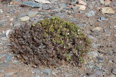 Blepharis furcata, photographed by Tony Rebelo