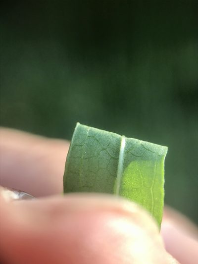 Stachys hyssopifolia, photographed by Chase Mathey