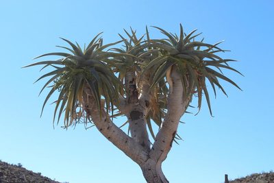 Aloidendron pillansii, photographed by Tony Rebelo