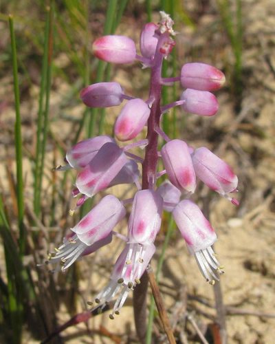 Lachenalia juncifolia, photographed by douglaseustonbrown