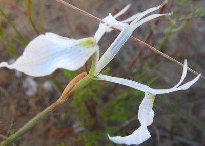 Moraea amabilis, photographed by douglaseustonbrown