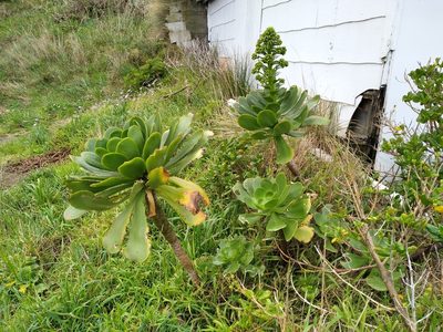 Aeonium arboreum, photographed by Leon Perrie