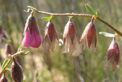 Hermannia trifurca, photographed by douglaseustonbrown