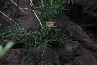 Pentatrichia integra, photographed by Brian du Preez