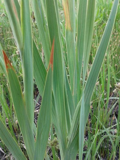 Gladiolus antholyzoides, photographed by Antoinette Eyssell Knox