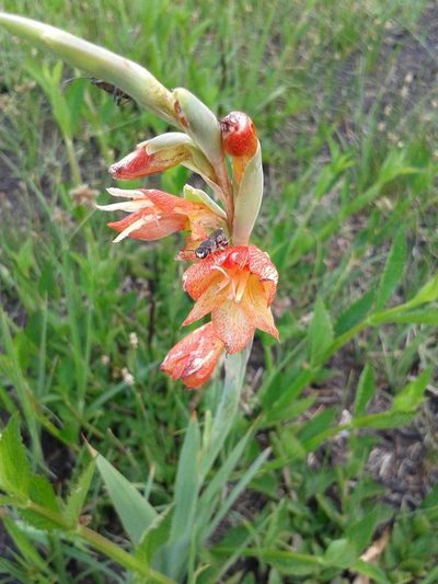 Gladiolus antholyzoides, photographed by Antoinette Eyssell Knox