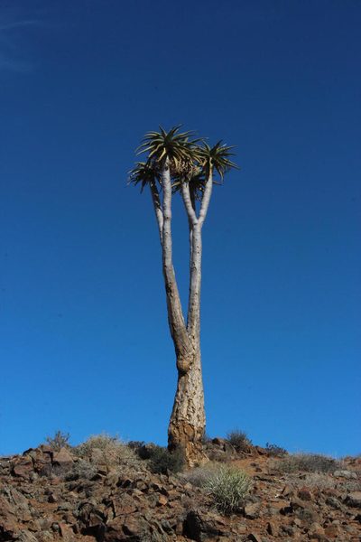 Aloidendron pillansii, photographed by Tony Rebelo