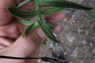 Lobostemon stachydeus, photographed by Brian du Preez