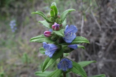 Lobostemon stachydeus, photographed by Brian du Preez