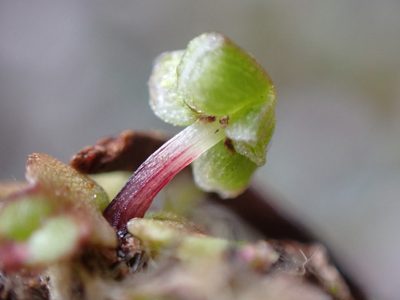 Peltolepis quadrata, photographed by Randal
