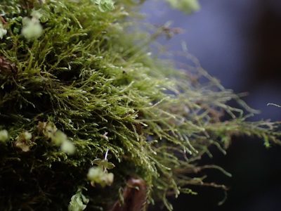 Platydictya jungermannioides, photographed by Randal