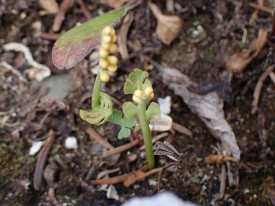 Botrychium minganense, photographed by Randal